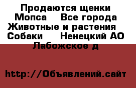 Продаются щенки Мопса. - Все города Животные и растения » Собаки   . Ненецкий АО,Лабожское д.
